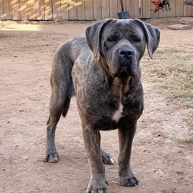 Glacier of ICE( Italy Ch. Aquila Dorata Randolf x Jewel Crown Guardiani di Divani) future breeding with Ivan Drago.. #canecorsoitaliano#canecorso#canecorsosofinstagram#canecorsos#canecorsogram#canecorsomastiff#canecorsomania#canecorsosofinstagram#canecorsoclub#canecorsolover#canecorsolove#canecorsolovers#italianmastiff#mastiff#bullybreed#dog#dogs#dogs_of_instagram#blackdog#fitdog#love#houston#bestdog#protectiondog#bestdog#fitlife#blackdogs#security#dogoftheday#dogstagram#doglover#dogslife.