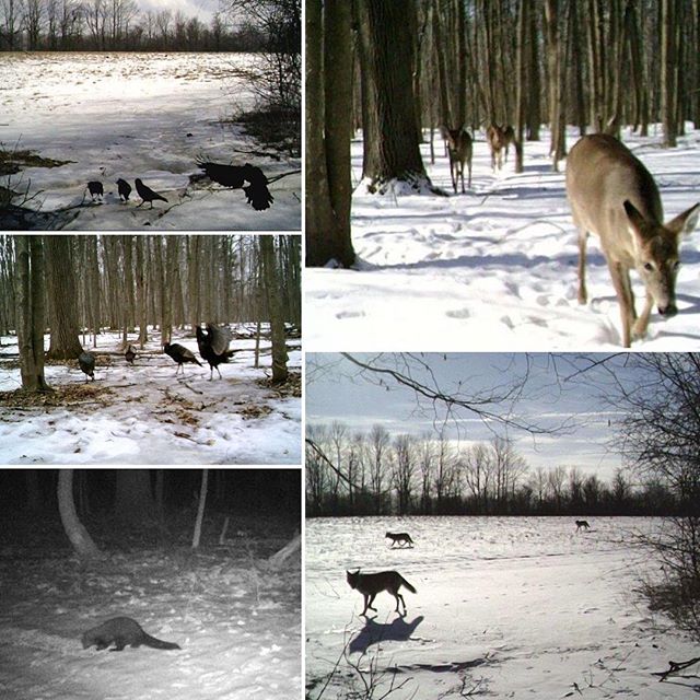 Even if there is no sound in the forest when a tree falls, there’s still a lot going on when we’re not watching.  Over the weekend, I collected the memory cards from the bio-inventory/ bio-security cameras.... great to see the biodiversity.  We rarely see anything when walking. We may be the custodian, but you could argue that we are little more than a disturbance. 
#biodiversity
#gamecamera
#remotemonitoring.