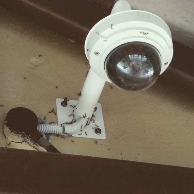 Camera disconnected!!! 🐜🐜🐜
.
Sudah berapa generasi la geng die duk ctu..padu bak hang!!!
.
Masihkah ada harapan di situ..haha
.
#axis
#cctvmurohkelantan
#ipcam
#maintenanceman.
