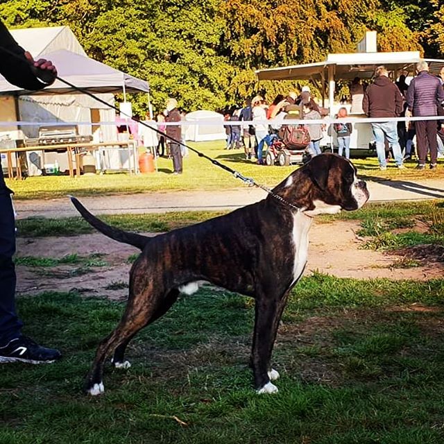 Multi ch. Iron del Tempio di Zeus
📆11 mesi
🐾 In expo..
👥 Proprietario: Marta Laganà
#boxer #boxerdog #champion #deutscherboxer #germanboxer #boxerclubitalia #boxeroftheday #handler #dogshow #dogoftheday #jahressieger #atibox2019 #atibox #power #winner #livorno #toscana #boxerpuppy #power.